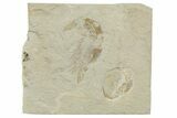 Cretaceous Fossil Shrimp - Lebanon #353575-1